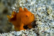 Tiny orange frogfish — Stock Photo