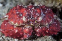 Krabbe sitzt auf Meeresboden — Stockfoto