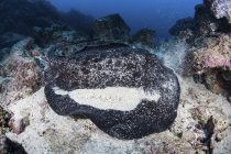 Черно-пятнистый скат плавает в глубокой воде — стоковое фото