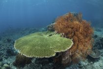 Récif corallien dans le parc national de Komodo — Photo de stock