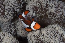 Clownfische schwimmen zwischen Anemonentententententakeln — Stockfoto