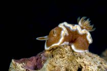 Brown-margin glossodoris nudibranch — Stock Photo