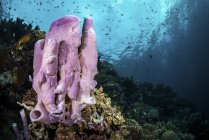 Barriera corallina con pesce e spugne — Foto stock