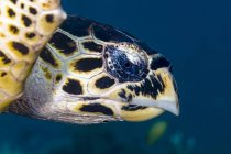 Hawksbill sea turtle headshot — Stock Photo