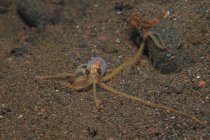 Juvenile mimic octopus on sandy bottom — Stock Photo