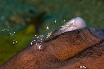 Anemone shrimp cleaning diver hand — Stock Photo