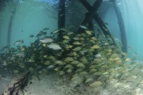 Schwarm grunzender Fische unter der Seebrücke — Stockfoto