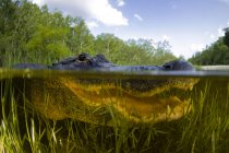 Alligator divisé sur et sous l'eau — Photo de stock