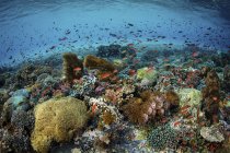 Poisson coloré nageant au-dessus des coraux — Photo de stock