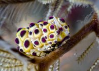 Doto nudibranch close-up tiro — Fotografia de Stock