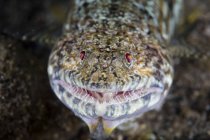 Lizardfish closeup headshot — Stock Photo