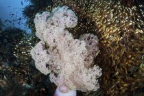 Colônia de corais macios crescendo em recifes — Fotografia de Stock