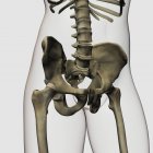 Vista tridimensional de los huesos pélvicos humanos - foto de stock