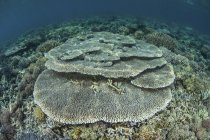 Кораллы, растущие на мелководном рифе — стоковое фото