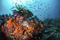 Colorido arrecife de coral y peces - foto de stock