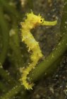 Hippocampe épineux enroulé autour des algues — Photo de stock