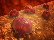 Vue microscopique des macrophages phagocytaires — Photo de stock