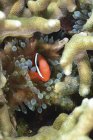 Pesce pagliaccio di pomodoro nei tentacoli di anemone — Foto stock