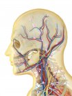 Human face and neck with nervous, lymphatic and circulatory systems — Stock Photo