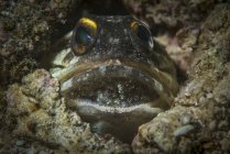 Jawfish brooding eggs in mouth — Stock Photo