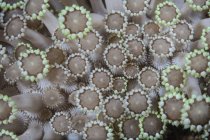 Pólipos de coral en el estrecho de Lembeh - foto de stock