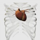 Medical illustration of human heart and rib cage — Stock Photo