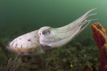Breitband-Tintenfisch schwimmt über Riff — Stockfoto