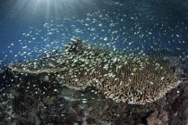 Шкільне плавання над коралом — стокове фото