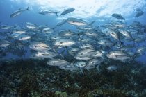 Bigeye Jacks swimming over reef — Stock Photo