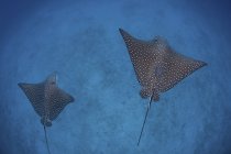 Пара пятнистых орлиных лучей, плавающих над песчаным морским дном возле острова Кокос, Коста-Рика — стоковое фото