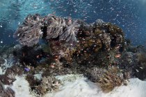 Peixes coloridos nadando acima do recife — Fotografia de Stock
