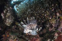 Troupeau de poissons Lionfish et anthias — Photo de stock