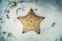 Stella marina indiana occidentale su fondale sabbioso — Foto stock