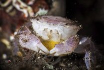 Oeufs d'exploitation de crabe blanc — Photo de stock