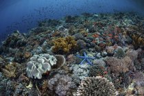 Farbenfrohe Korallenriffe in der Nähe von Alor — Stockfoto