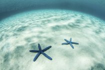 Estrela-do-mar em águas rasas e arenosas — Fotografia de Stock