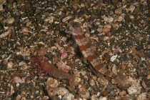 Camarão estriado e camarão cego — Fotografia de Stock