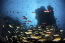 Scolarizzazione del pesce sulla scogliera rocciosa vicino all'isola di Cocos, Costa Rica — Foto stock