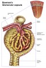 Anatomy of bowman glomerular capsule — Stock Photo