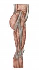 Anatomía de los músculos del muslo humano - foto de stock