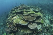 Corais saudáveis de construção de recifes em recifes — Fotografia de Stock