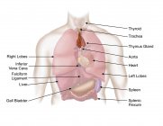 Illustrazione medica del sistema respiratorio e digestivo umano — Foto stock