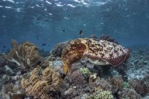 Cuttlefish Broadclub nadando sobre recifes — Fotografia de Stock