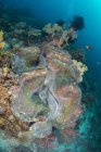 Escena colorida del arrecife con almeja gigante, Bahía Cenderawasih, Papúa Occidental, Indonesia - foto de stock