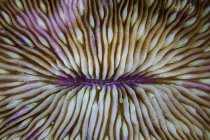 Mushroom coral closeup shot — Stock Photo