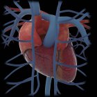 Rendu 3D du cœur humain et des veines thoraciques — Photo de stock