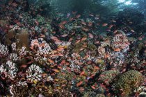 Красочные рифы, плавающие вблизи Алора — стоковое фото