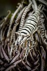 Crinoïde crevettes gros plan — Photo de stock