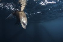 León marino con cabeza debajo de la superficie - foto de stock