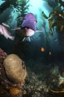 Schafsköpfe schwimmen im Kelp — Stockfoto